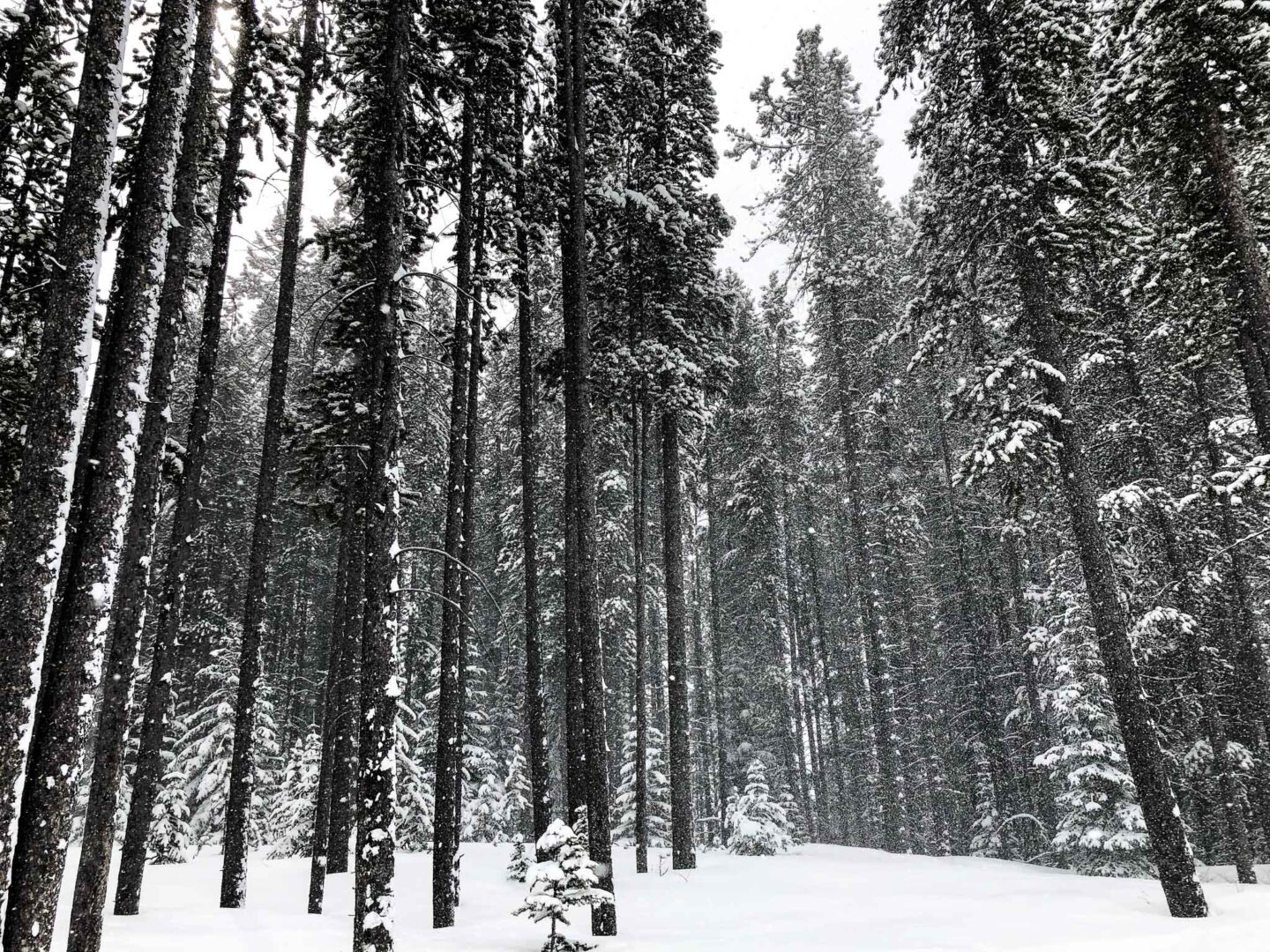 Banff enchanted forest